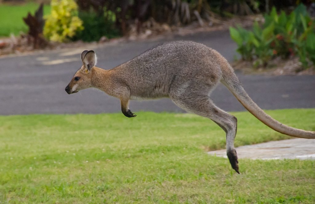 Kangaroo