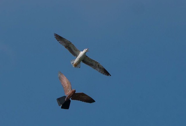 Twee drone birds in actie