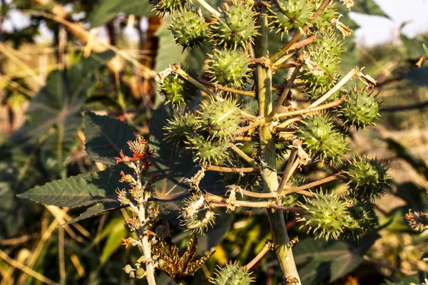 Castor bean plant
